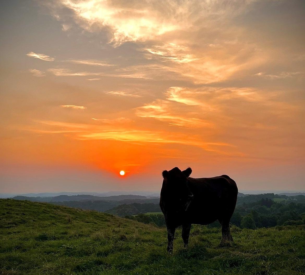 Cattle sunset west virginia